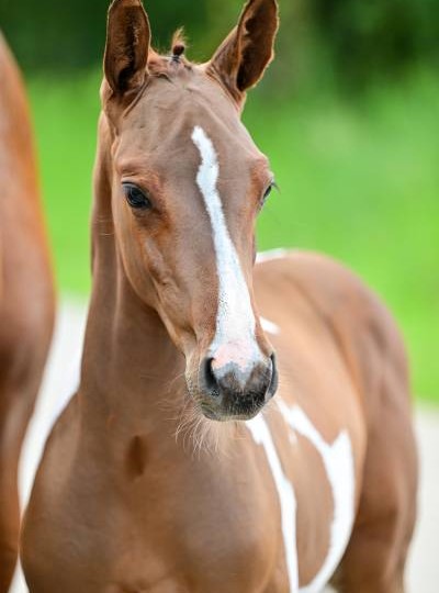 "A small glimpse of the promising foals we expect next year."